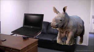 School Laptops get Destroyed by Adopted Rhino